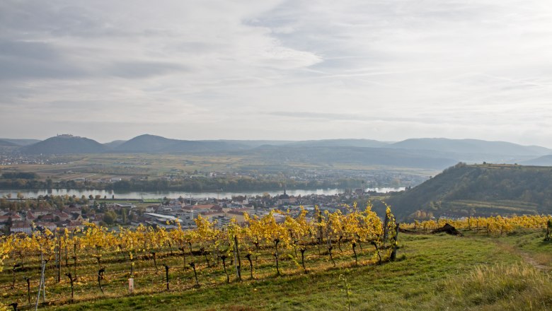 Weingartenführung, © Weingartenführung